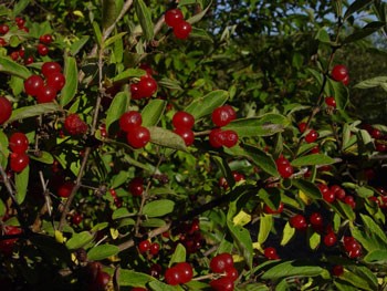 honeysuckle berry