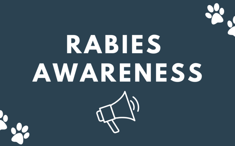 Rabies awareness